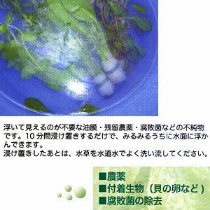 アクアリウム 用品 ａｉネット 水草その前に 農薬 付着生物を安全に除去 2303 43 熱帯魚通販のネオス 通販 Yahoo ショッピング