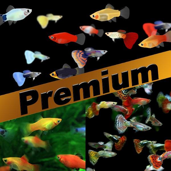 超安い品質 熱帯魚 プレミアムセット ミックスグッピー 高質 約3cm 10ペア ミックスプラティ 約3-3.5cm + 15匹