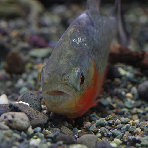 ピラニアナッテリー9匹　サイズ15cm程度　取りに来てくださる方 ピラニアを家庭で飼育する方法！おすすめの水槽や餌、混泳方法を解説