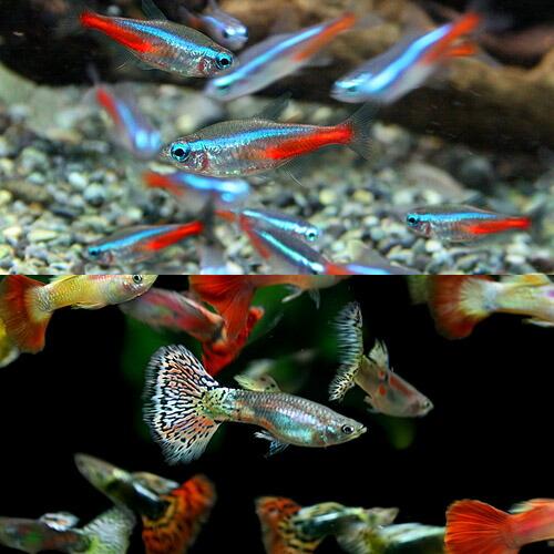 熱帯魚)ネオンテトラ SMサイズ 約1.5-2cm 10匹 ＋( オススメ 