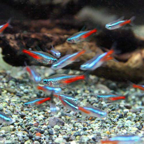 (熱帯魚)ネオンテトラ ＳＭサイズ 約１.５-２cm 500匹の画像
