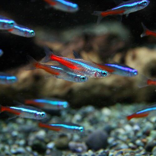 (熱帯魚)ネオンテトラ ＳＭサイズ 約１.５-２cm 500匹の画像
