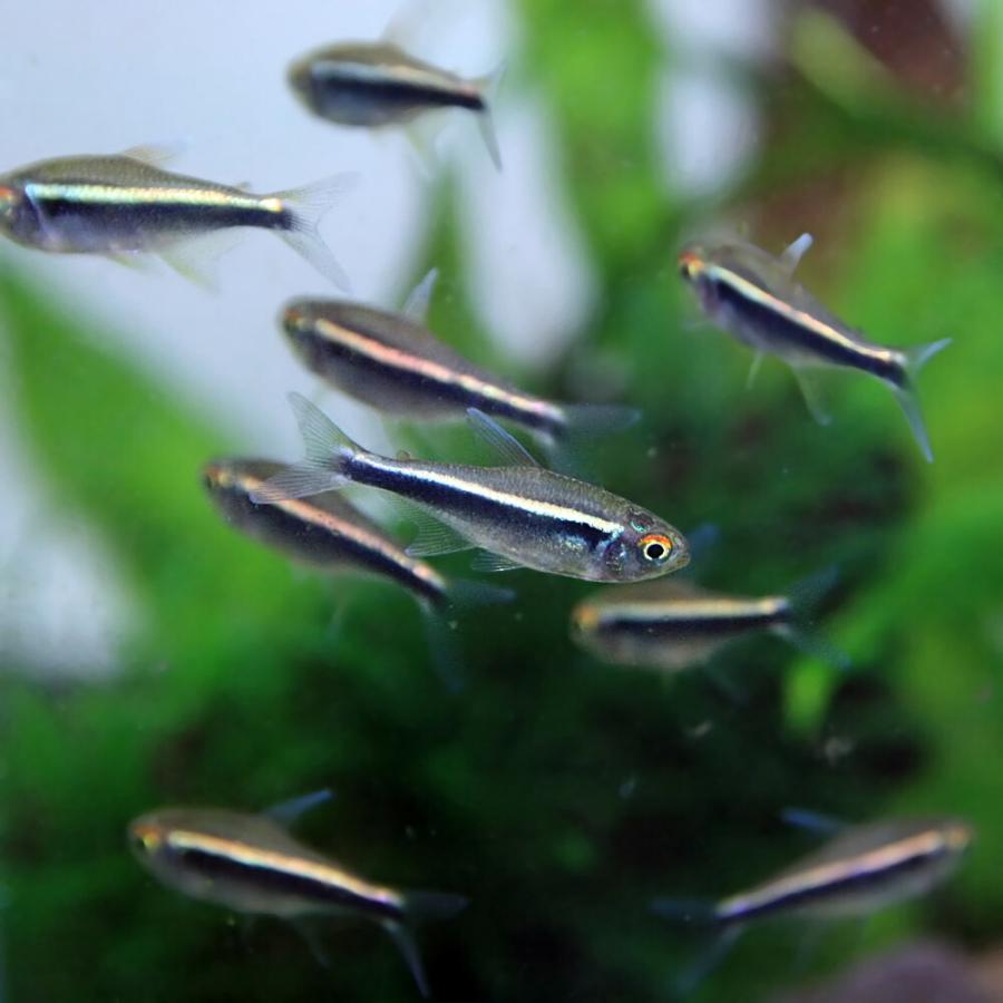 熱帯魚 ブラックネオン 約2cm 25匹 A1 1021 熱帯魚通販のネオス 通販 Yahoo ショッピング