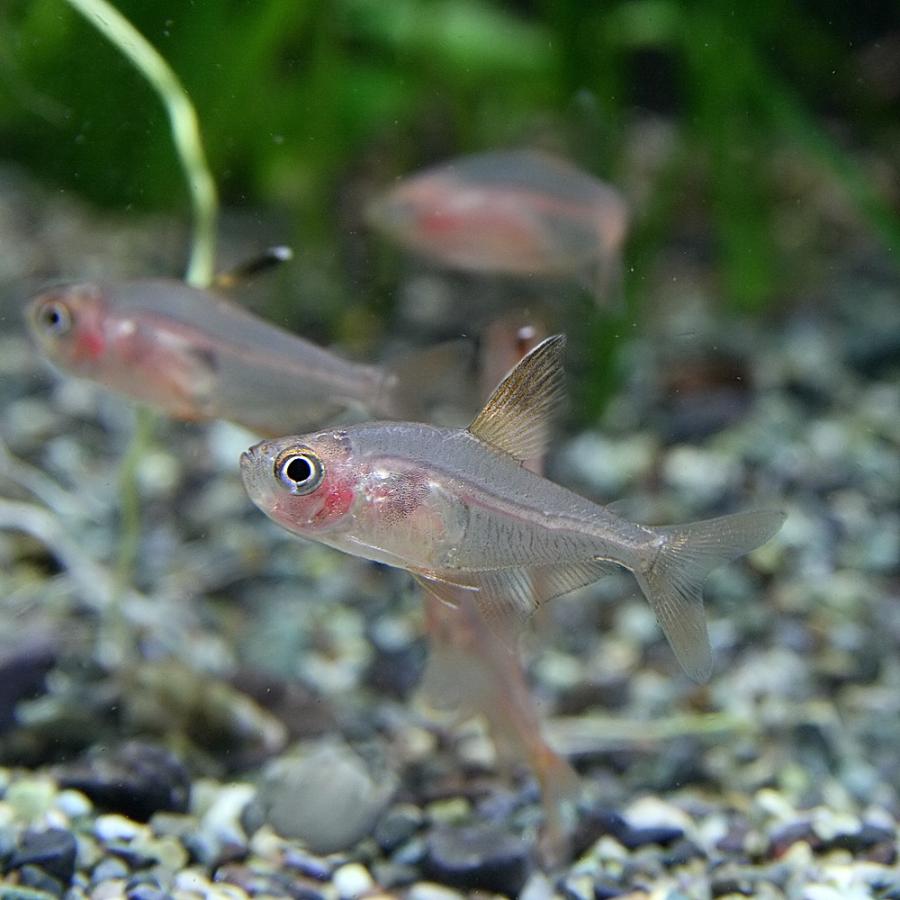 熱帯魚 レッドファントムテトラ ブリード 約１ １ ５cm 5匹 A1 1240v2 熱帯魚通販のネオス 通販 Yahoo ショッピング