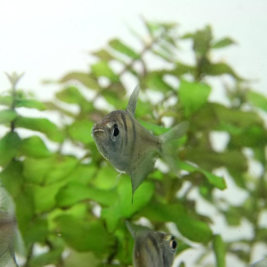 (熱帯魚)ブラックテトラ　約2cm　3匹｜fish-y｜03