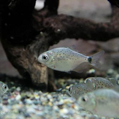 【受渡者決まりました】ピラニア・ナッテリー【5匹】約15〜16cm 熱帯魚)( オススメ)ピラニアナッテリー 約1.5-4cm 5匹 : 熱帯魚通販の