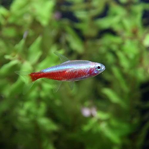 (熱帯魚)アルビノカージナルテトラ　（約２cm）（５匹）｜fish-y｜02