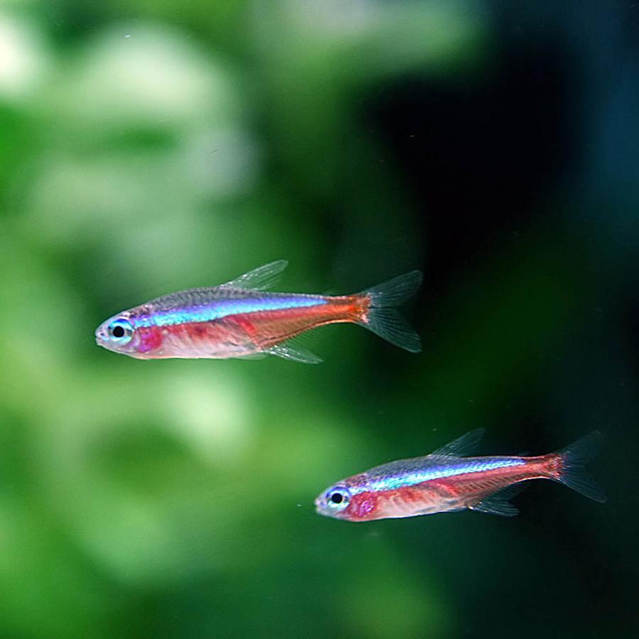 (熱帯魚)カージナルテトラ ブリード 約1.5-2cm 200匹の画像