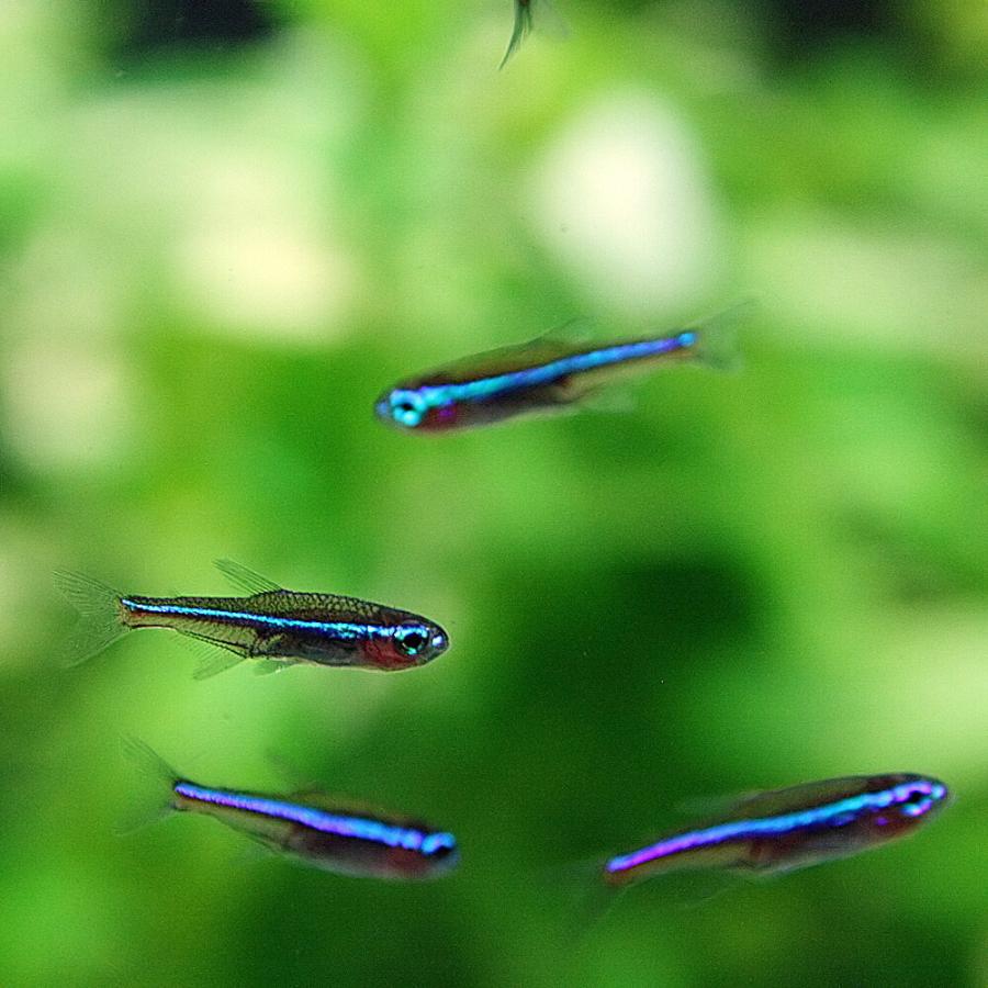 (熱帯魚)グリーンネオン 約1.5-2cm 25匹 :a1-1441:熱帯魚通販のネオス - 通販 - Yahoo!ショッピング