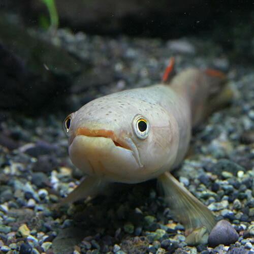 熱帯魚)オレンジフィンキリーホーリー 約10cm 1匹 : 熱帯魚通販の 