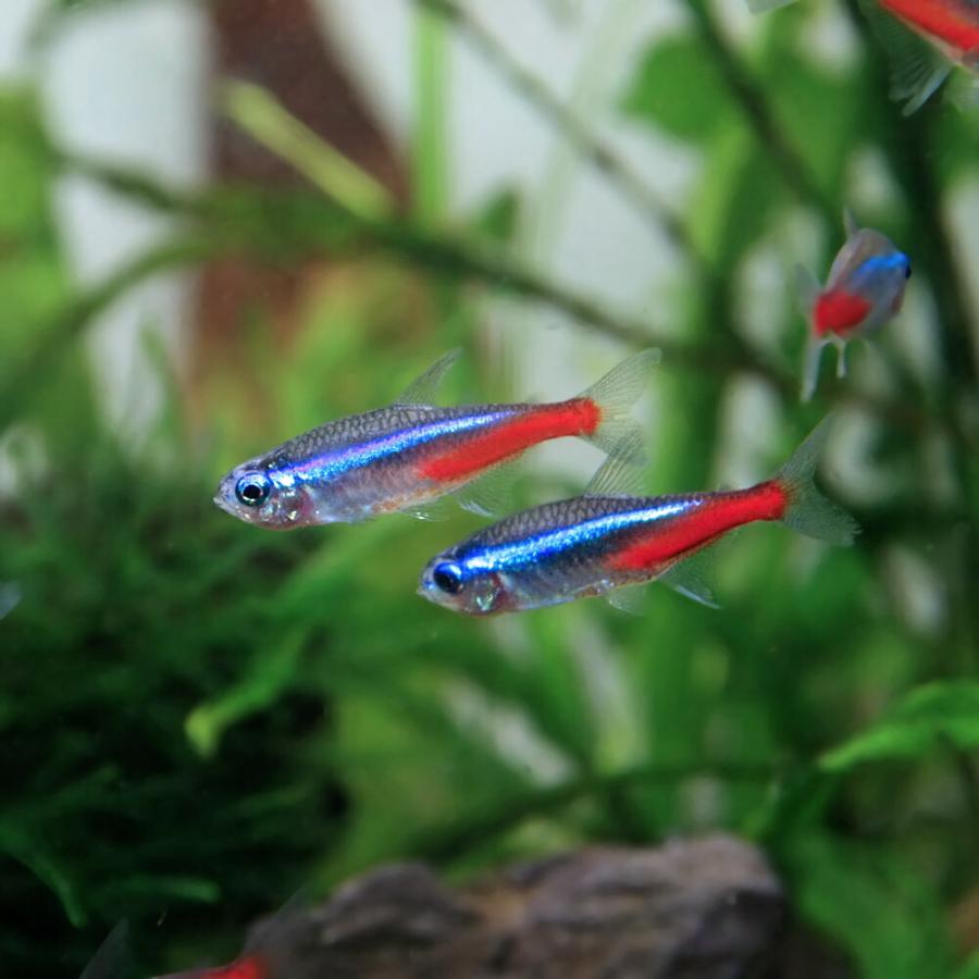 熱帯魚 ネオンテトラ ｌサイズ 約２ ２ ５cm 25匹 A1 1511 熱帯魚通販のネオス 通販 Yahoo ショッピング