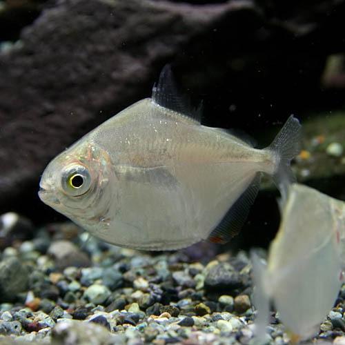熱帯魚)メチニス 約2-4cm 3匹 : 熱帯魚通販のネオス - 通販 - Yahoo
