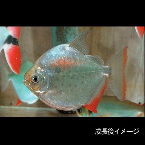 熱帯魚)メチニス 約2-4cm 3匹 : 熱帯魚通販のネオス - 通販 - Yahoo