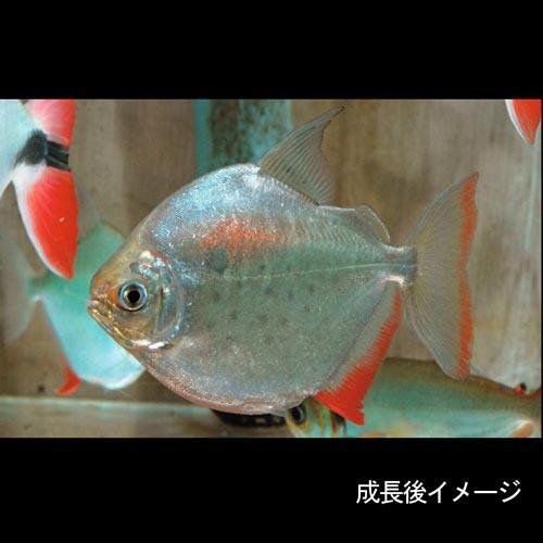 (熱帯魚)メチニス　約２-４cm　5匹｜fish-y｜03