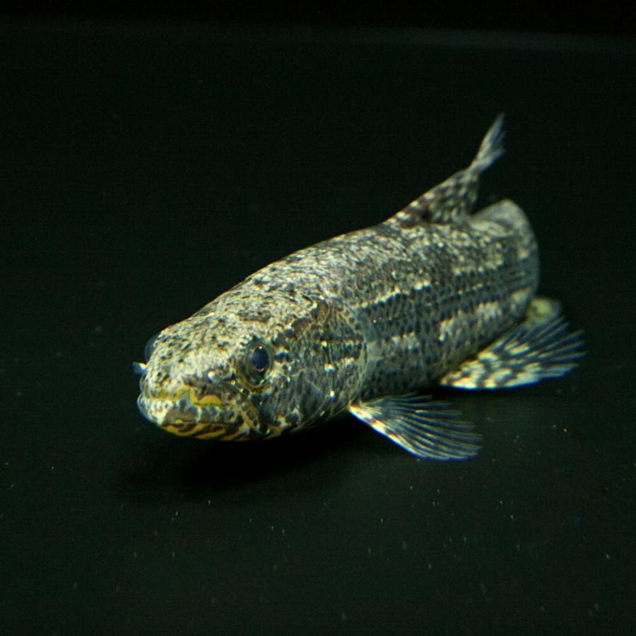 6/30までタイガーホーリー等 大型魚 熱帯魚)タイガーホーリー 約3cm 1匹 : 熱帯魚通販のネオス - 通販