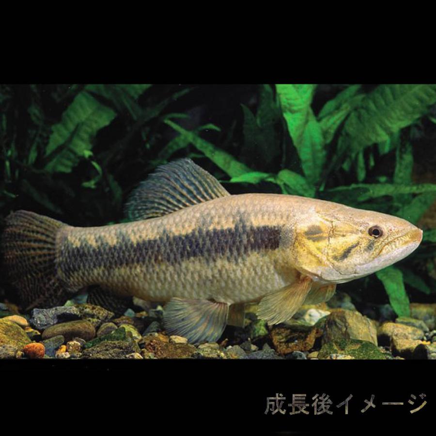 6/30までタイガーホーリー等 大型魚 熱帯魚)タイガーホーリー 約3cm 1匹 : 熱帯魚通販のネオス - 通販