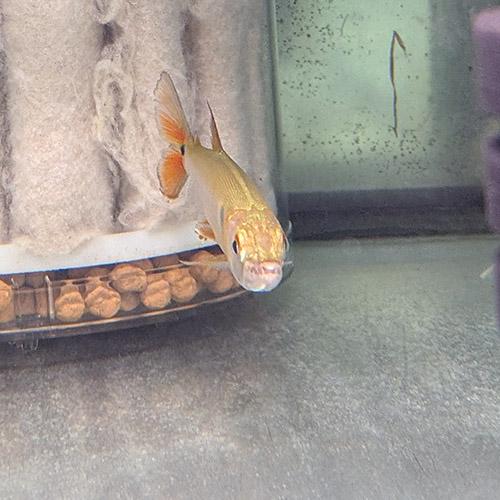 (熱帯魚)レッドフィントーピードパイクカラシン （約15cm）（１匹）の画像