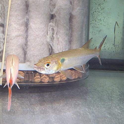 (熱帯魚)レッドフィントーピードパイクカラシン （約15cm）（１匹）の画像