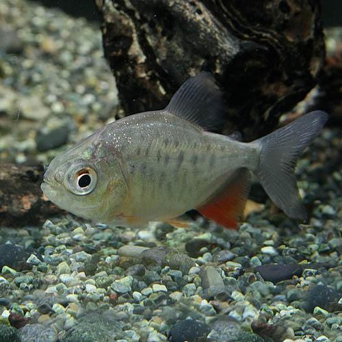 熱帯魚)レッドコロソマ 約3-4cm 1匹 : 熱帯魚通販のネオス - 通販