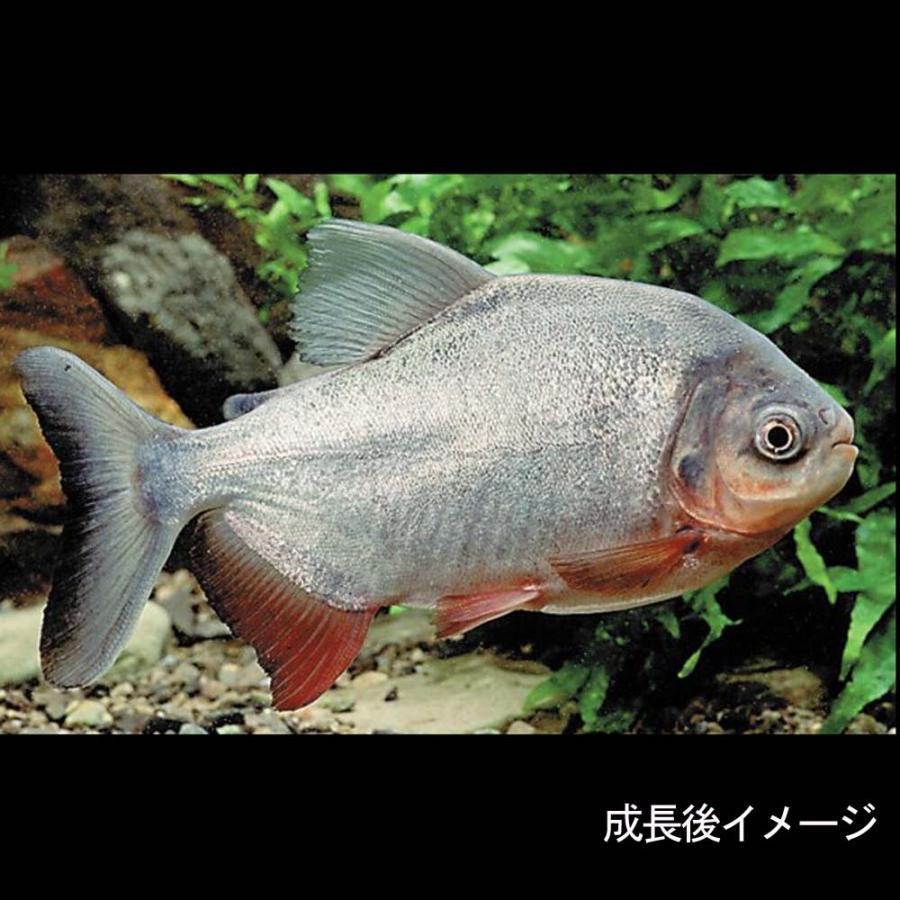 熱帯魚)レッドコロソマ 約3-4cm 1匹 : 熱帯魚通販のネオス - 通販