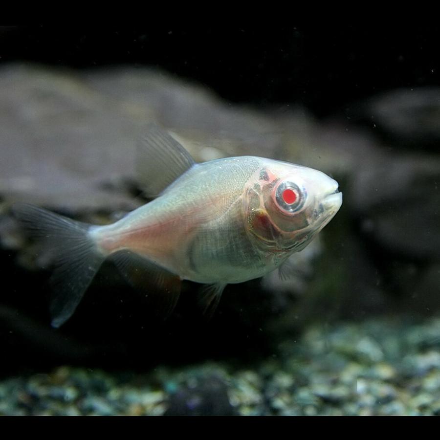 熱帯魚)アルビノレッドコロソマ 約4cm 1匹 : 熱帯魚通販のネオス