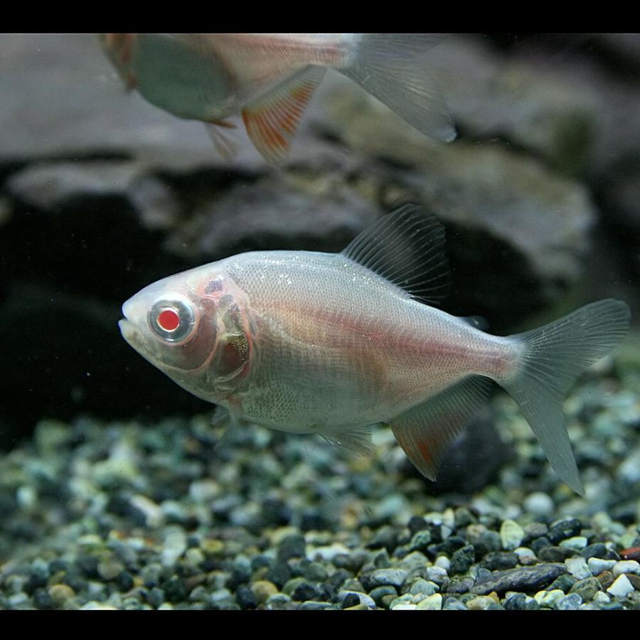熱帯魚 アルビノレッドコロソマ 約4cm 1匹 A1 9 熱帯魚通販のネオス 通販 Yahoo ショッピング