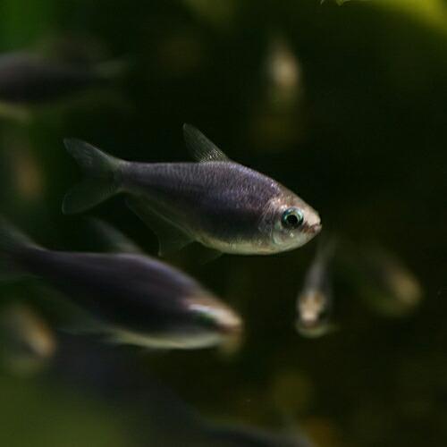 熱帯魚 ブラックエンペラーテトラ 約2cm 3匹 Thevalley Co Il