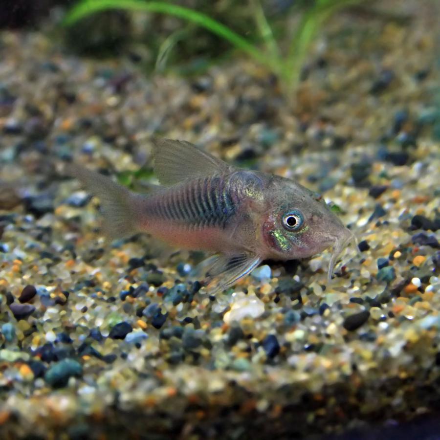 ブランド品 熱帯魚 赤コリ コリドラス アエネウス 約3cm 3匹 今だけ限定15 Offクーポン発行中