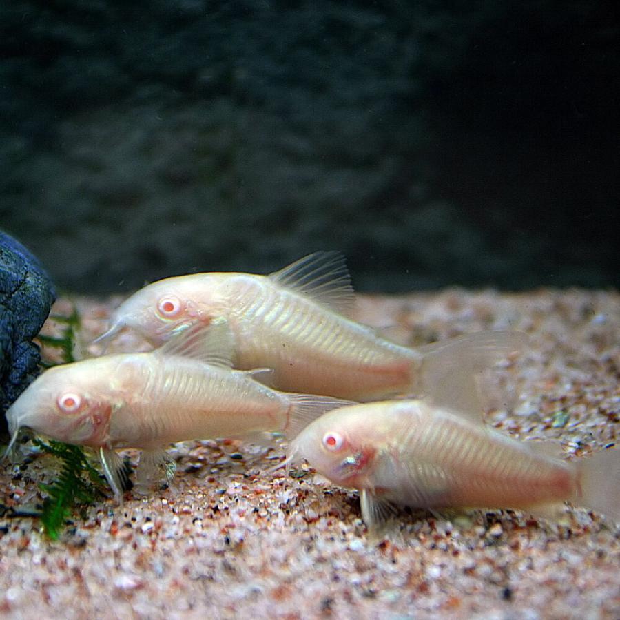 (熱帯魚)白コリ　コリドラス　アルビノアエネウス　（約３cm）（５匹）｜fish-y｜03