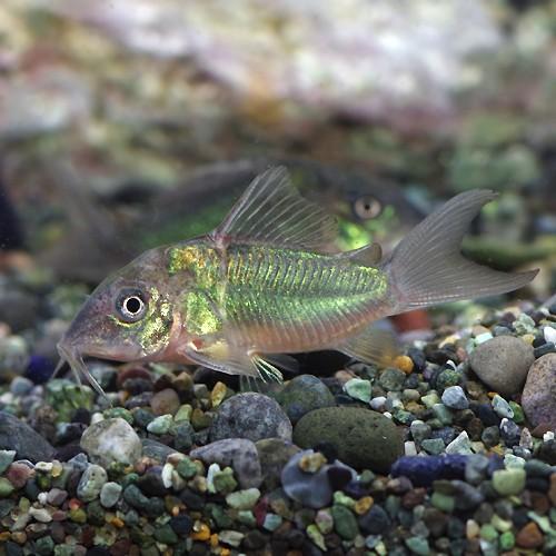 当店限定販売 熱帯魚 エメラルドグリーンコリドラス 約3cm 5匹