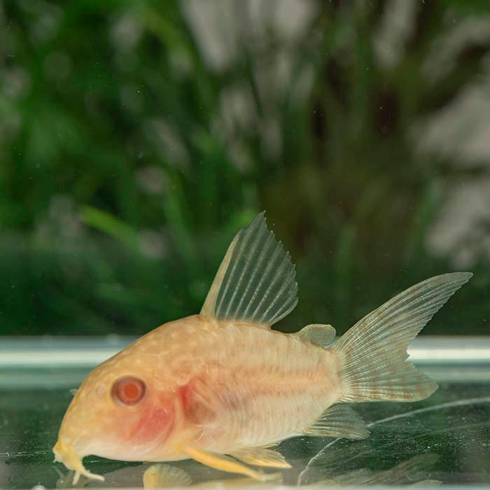 【ショートボディ】2匹  コリドラス コルレア ショートボディ】2匹 コリドラス コルレア