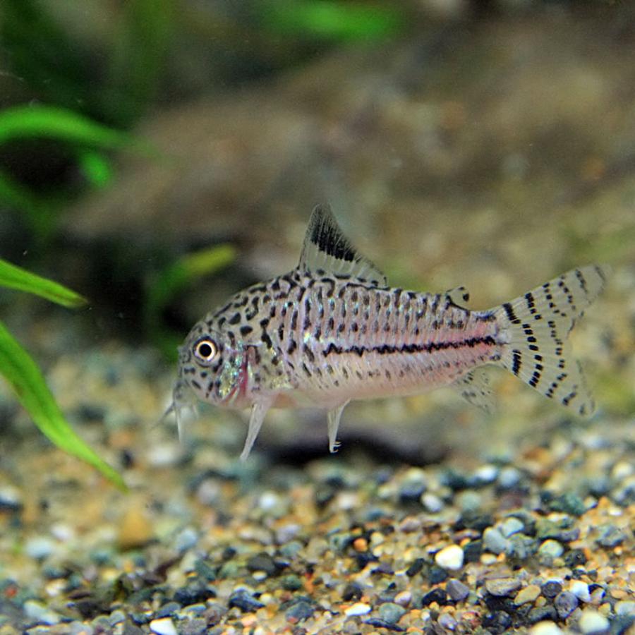 充実の品 熱帯魚 コリドラス ジュリー ブリード 約2 3cm 50匹 Davidbrickmanpc Com