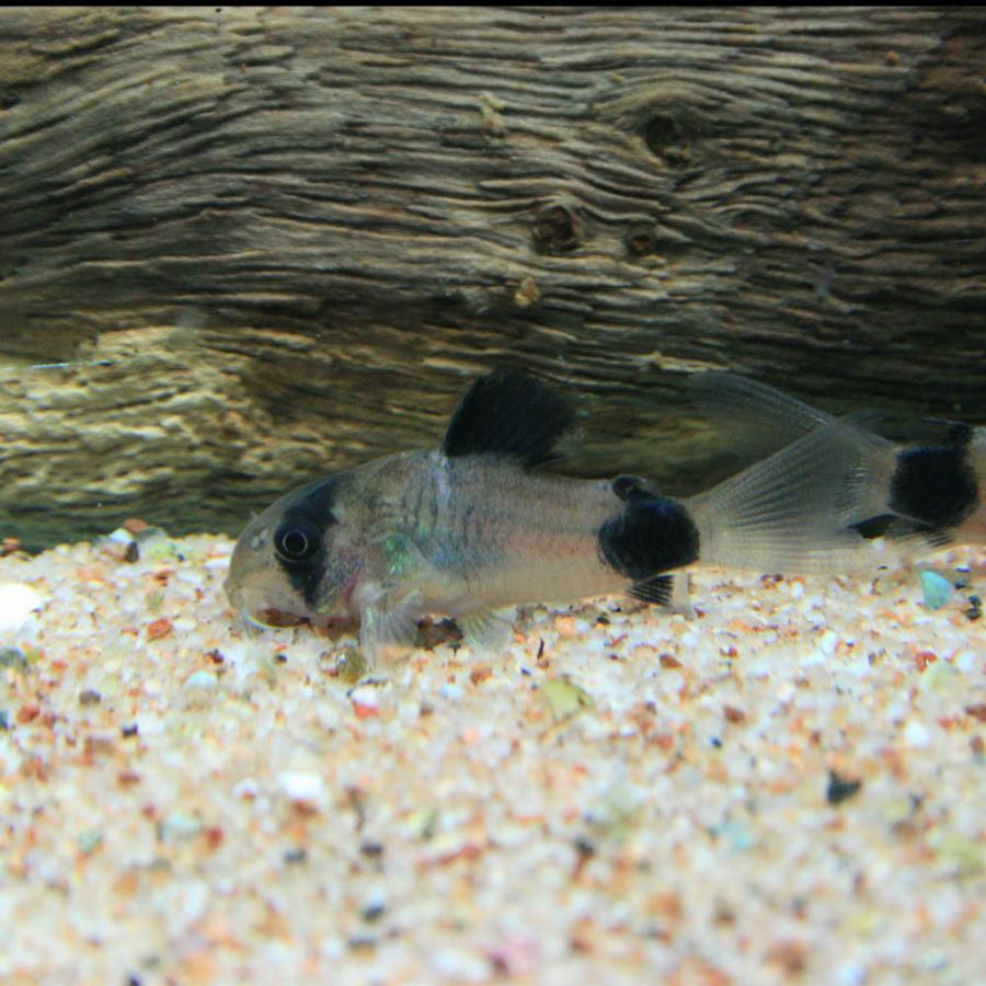(熱帯魚)コリドラス　パンダ　ブリード　約2cm　6匹｜fish-y｜02