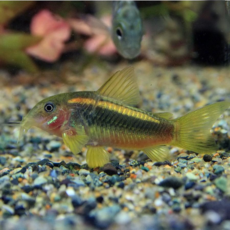 熱帯魚 コリドラス イルミネータスゴールド 約3cm 1匹 Persian Kitten Com