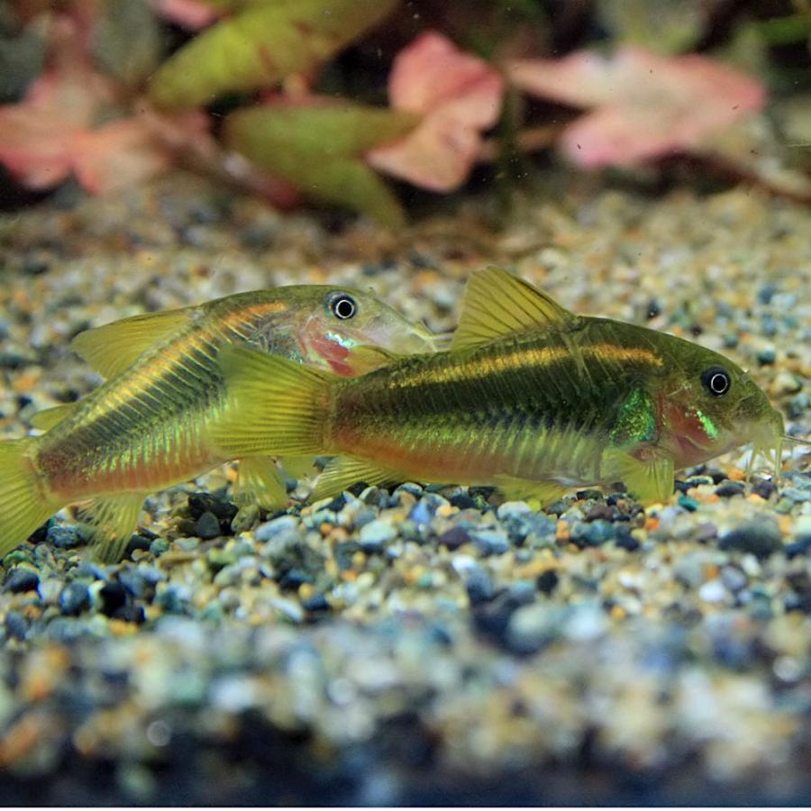 熱帯魚 コリドラス イルミネータスゴールド 約3cm 1匹 A10 18 熱帯魚通販のネオス 通販 Yahoo ショッピング