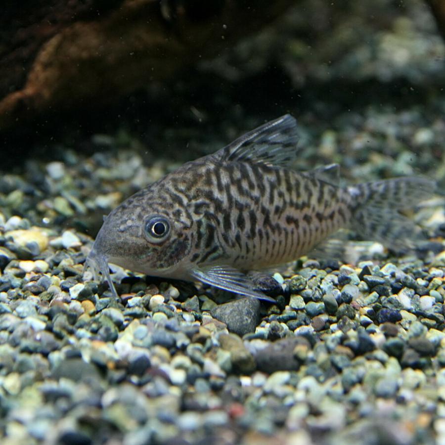 熱帯魚 コリドラス ソダリス 約3cm 1匹 A10 2407 3 熱帯魚通販のネオス 通販 Yahoo ショッピング