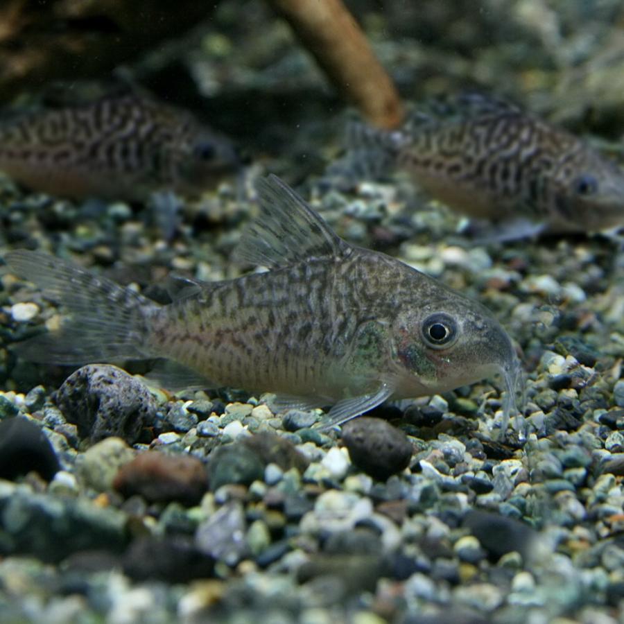 熱帯魚 コリドラス ソダリス 約3cm 1匹 A10 2407 3 熱帯魚通販のネオス 通販 Yahoo ショッピング