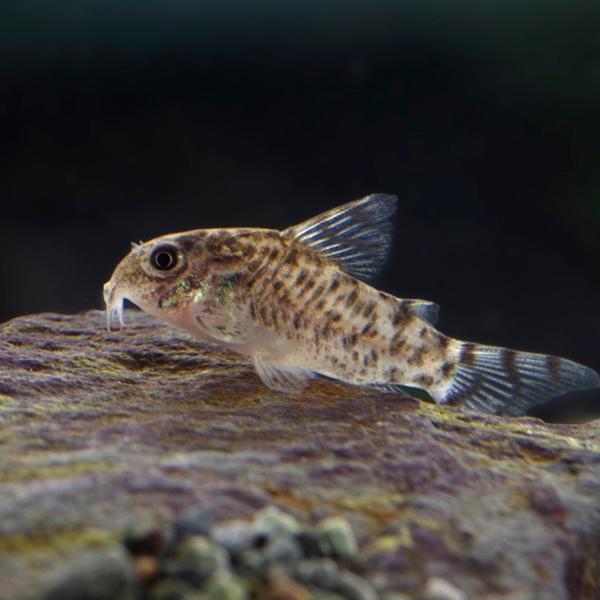 売り切れ必至 熱帯魚 コリドラス ゼブリーナ ワイルド 約3cm １匹 代引き不可 A10 熱帯魚通販のネオス 通販 Yahoo ショッピング 激安の Befit Al