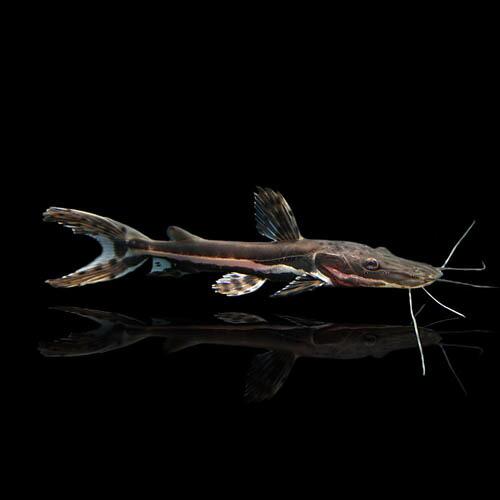 (熱帯魚)タイガーシャベルノーズキャット　約4-6cm　1匹（Yahoo!・熱帯魚通販のネオス）
