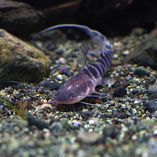 (熱帯魚)ゼブラキャット　約６-７cm　1匹 