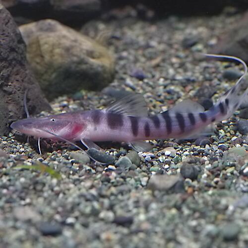 (熱帯魚)ゼブラキャット　約６-７cm　1匹 