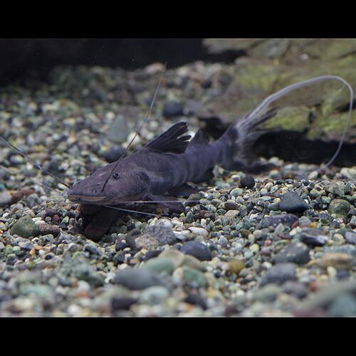 熱帯魚)バンデッドピラムターバキャット 約6-8cm 1匹 : 熱帯魚通販の 