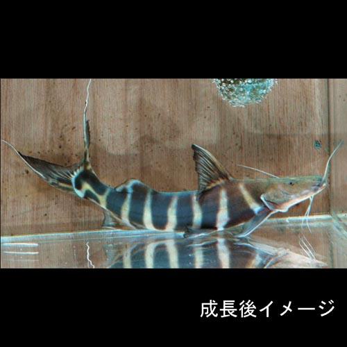 ピラムターバ 熱帯魚