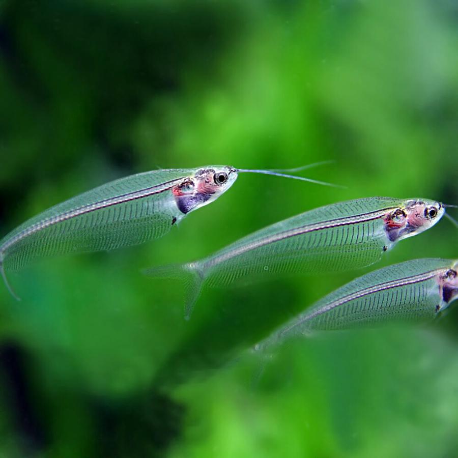 (熱帯魚)トランスルーセントグラスキャット　（約４-７cm）（１０匹）｜fish-y｜02