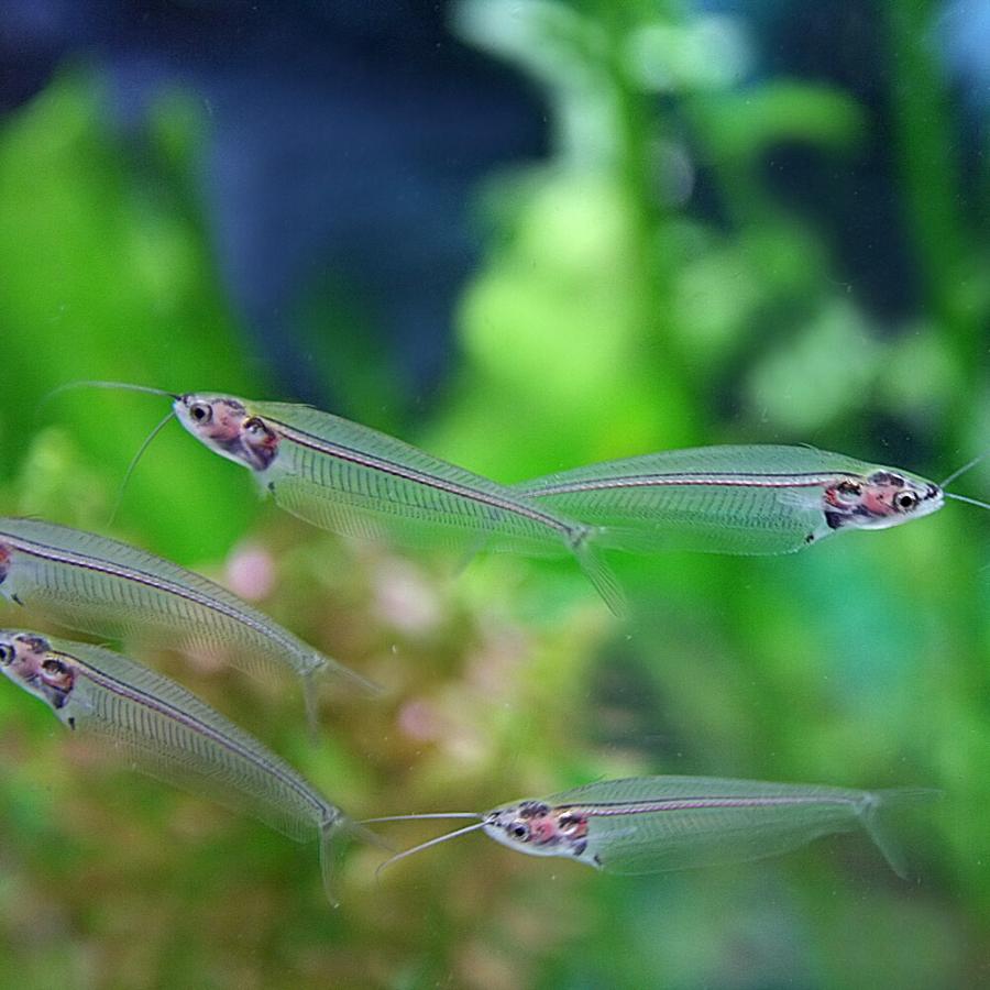 (熱帯魚)トランスルーセントグラスキャット　（約４-７cm）（１０匹）｜fish-y｜03