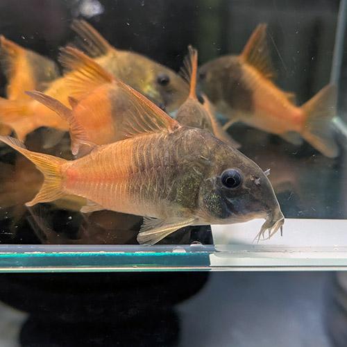 (熱帯魚)CW217 ワイルド コリドラス ビーコンコロール ＸＬ（約５cm）（１匹）の画像