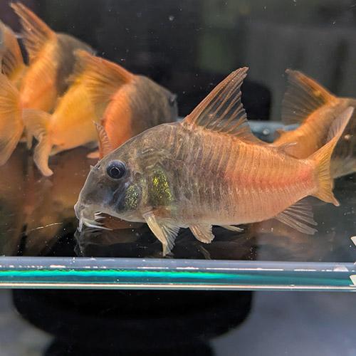 (熱帯魚)CW217 ワイルド コリドラス ビーコンコロール ＸＬ（約５cm）（１匹）の画像