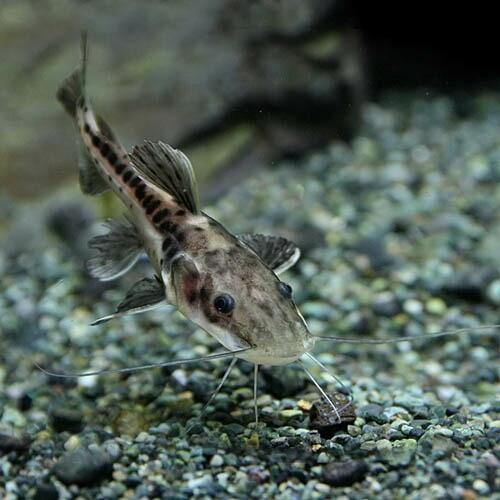 レッドテールタイガーシャベルノーズキャット 熱帯魚)レッドテールタイガーシャベルノーズキャット 約4-6cm 1匹