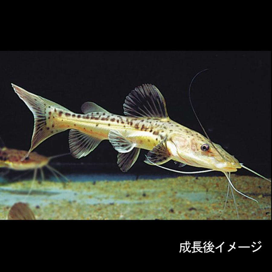 レッドテールタイガーシャベルノーズキャット 熱帯魚)レッドテールタイガーシャベルノーズキャット 約4-6cm 1匹