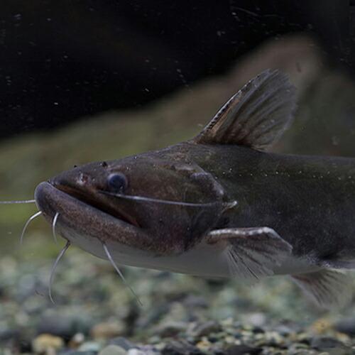 熱帯魚)バトラクスキャット （約12cm）（1匹） : 熱帯魚通販のネオス 
